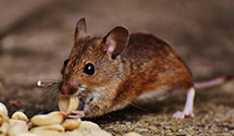 24 Hour & Emergency Exterminators in Okeana, OH
